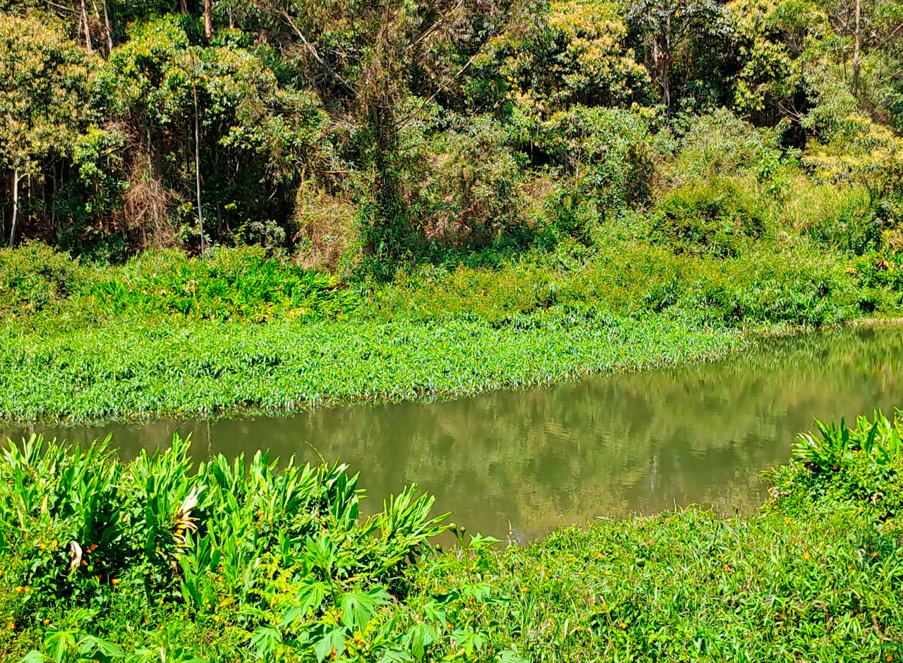 restauracion-de-humedales-y-cuencas-hidrograficas-fundacion-labrando-pais-medellin