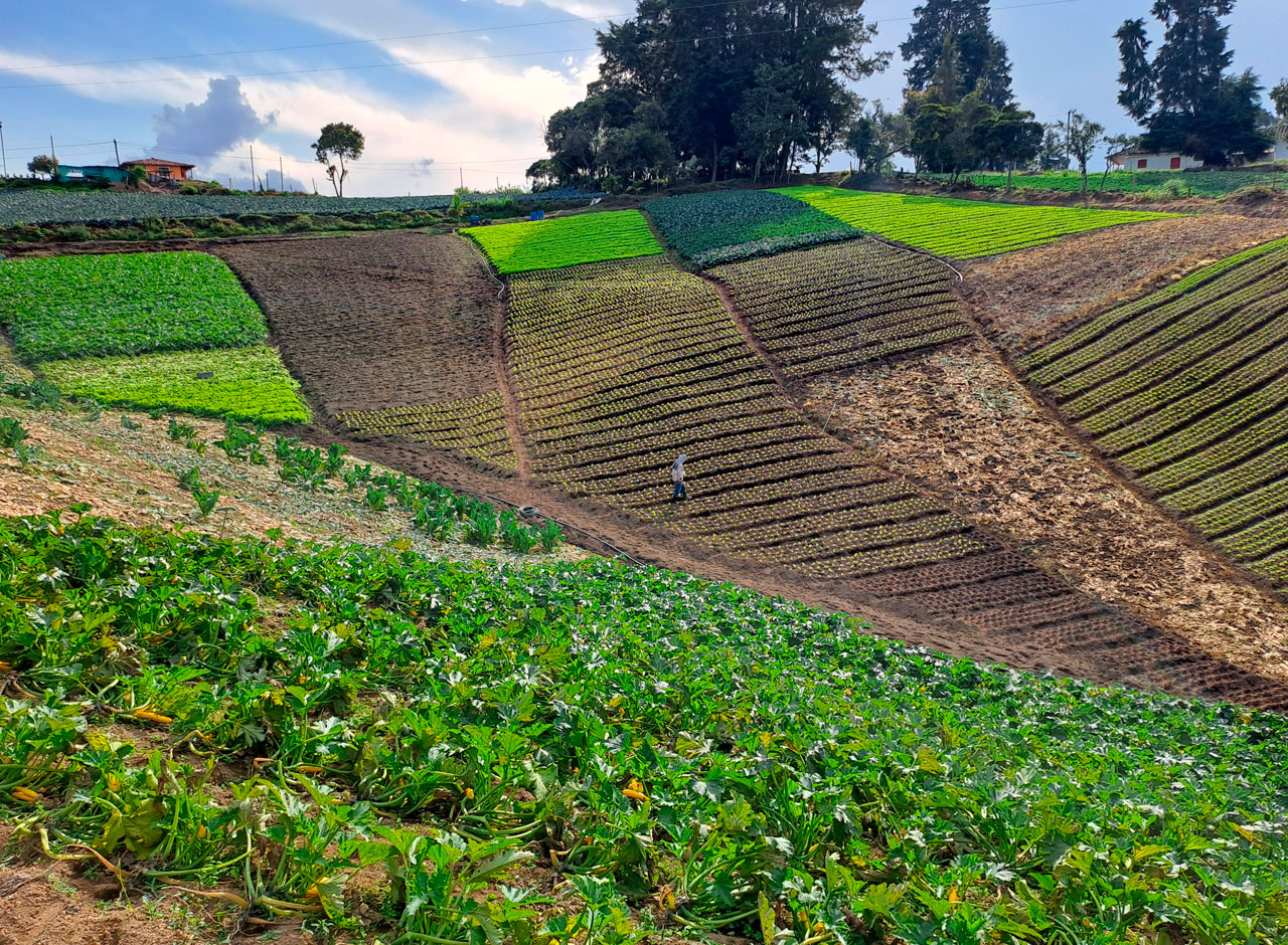 seguridad-alimentaria-y-nutricional-fundacion-labrando-pais